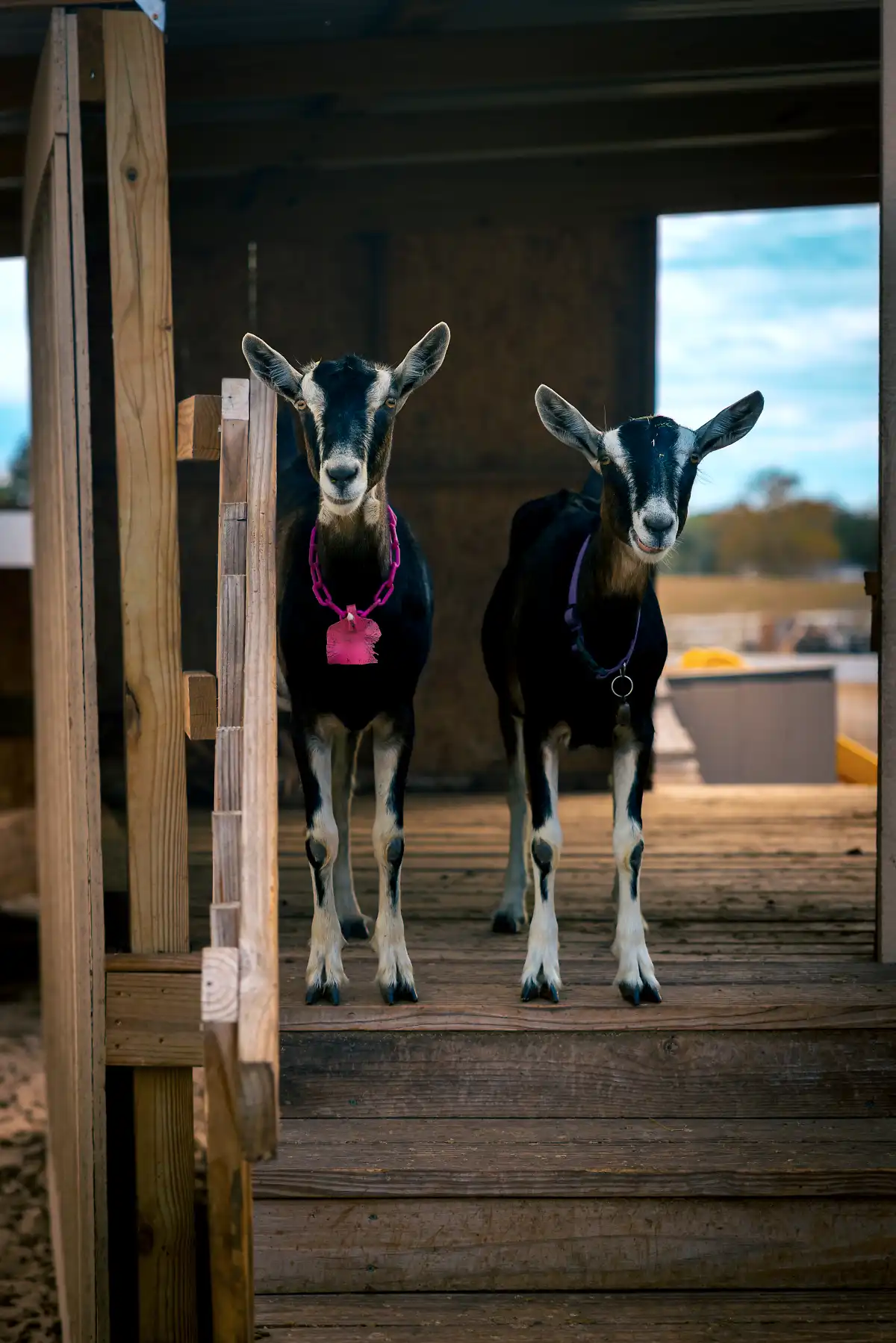 Excellence in goat care and competition at Kiddy Up Farmstead