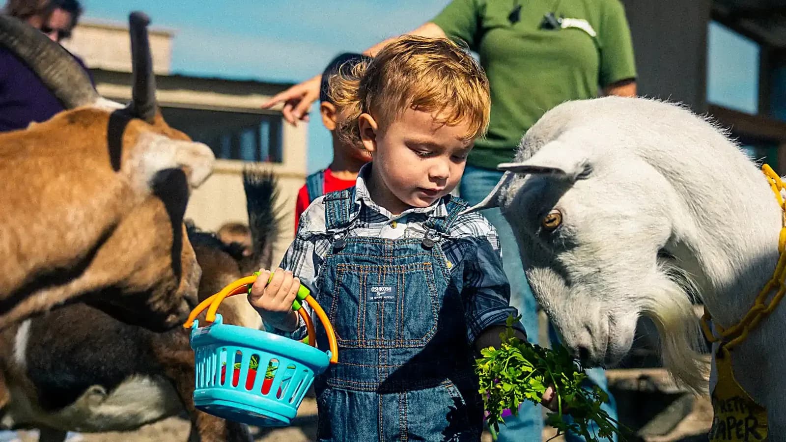 Toddler with a basket feeding the goats and sheep