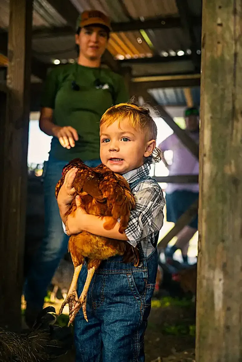 Little boy holding a hen on the ranch