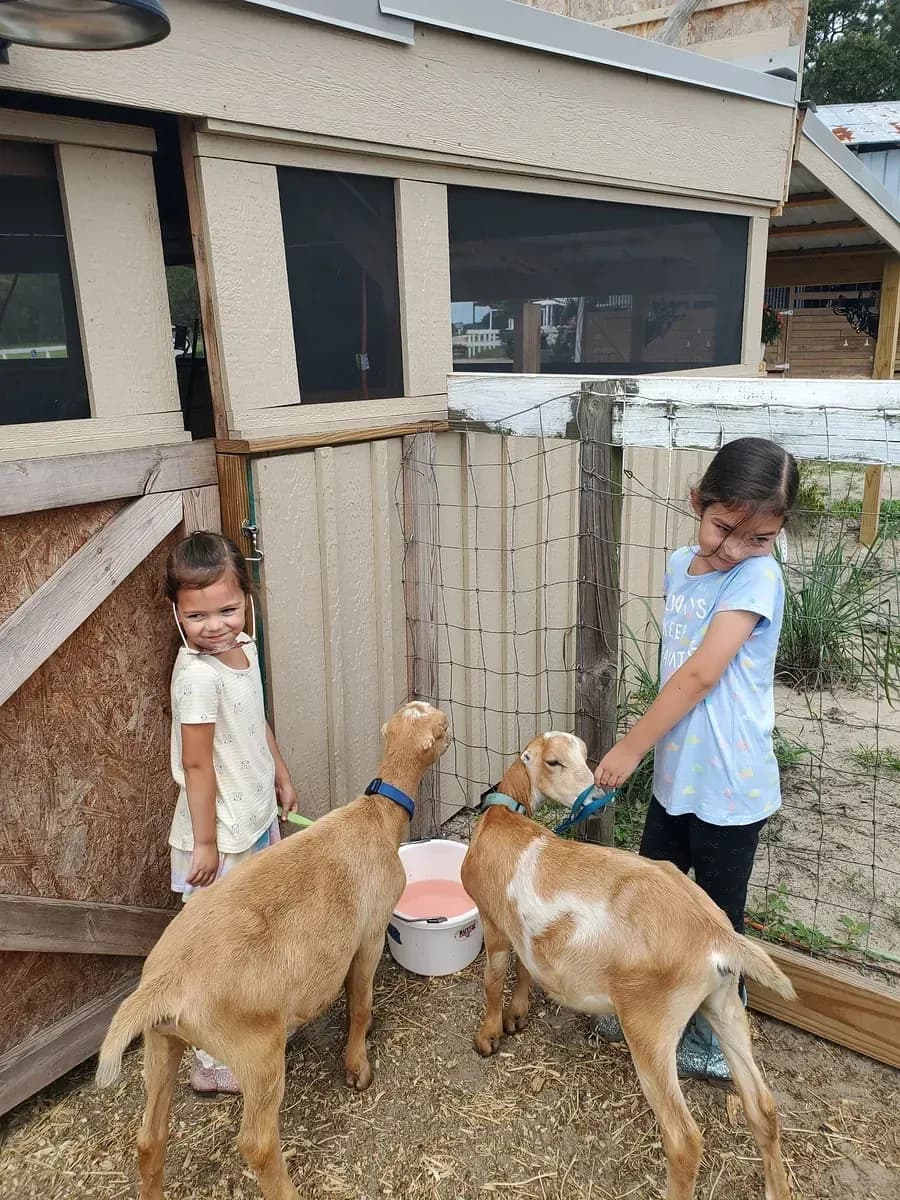 Two children petting tan goats beside the shed