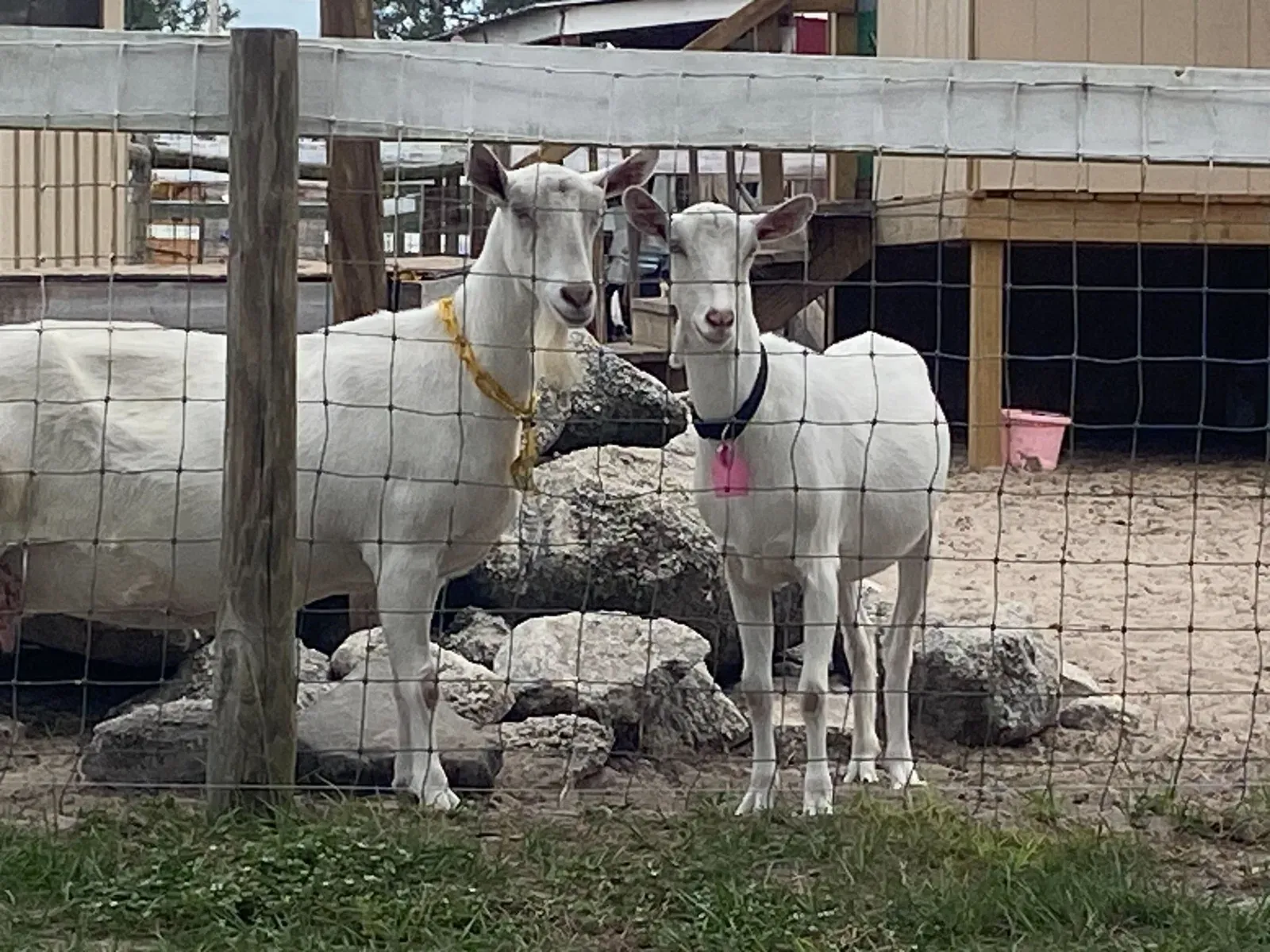 Leasel and a fellow Saanen goat peeking through the fence on Market Day