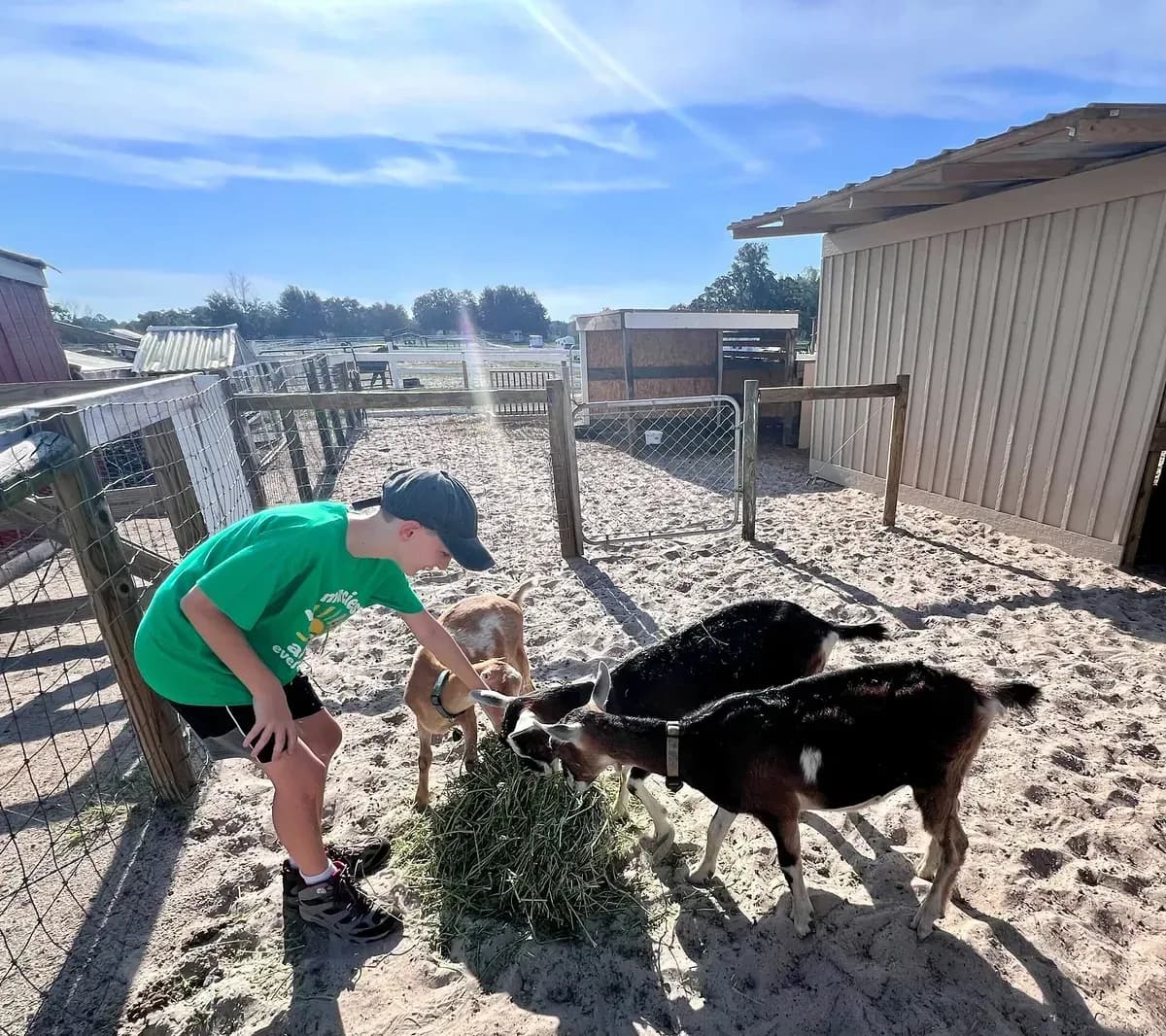 Boy feeding hay to young goats in the sunny yard