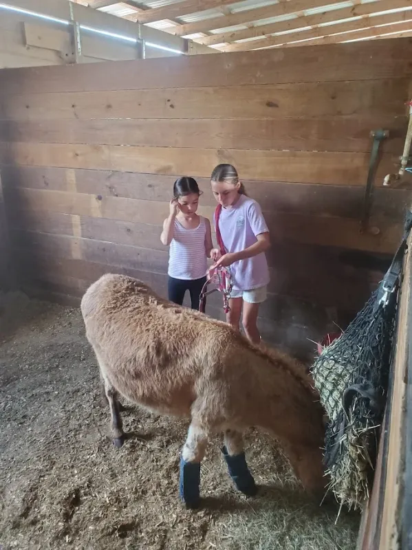 Students hands-on learning with sheep and livestock