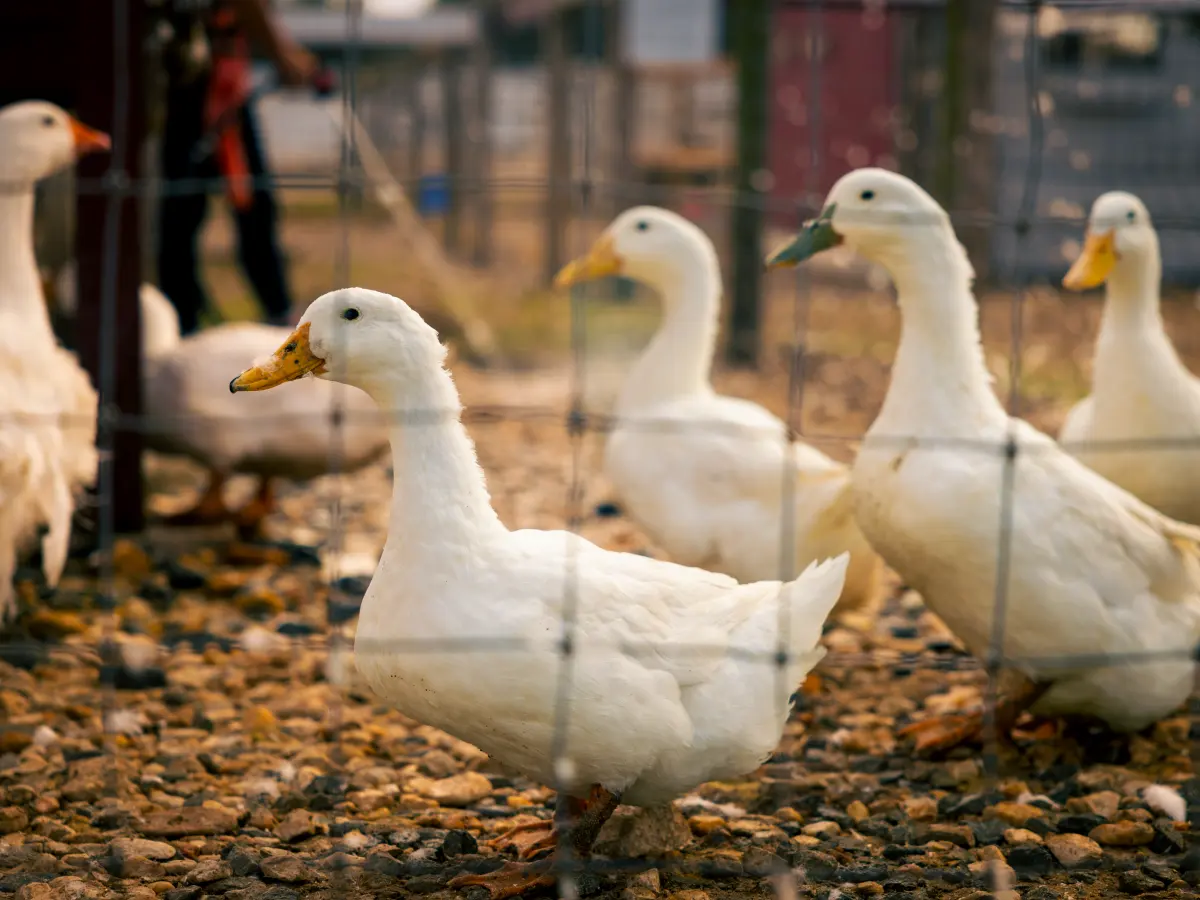 White ducks at the farmstead